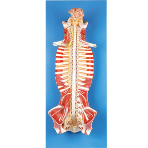 Spinal Cord in the Spinal Canal