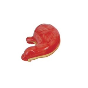 Stomach Model