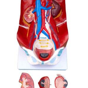 Urinary System Model